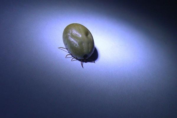 夢見吸血蟲有什么意思 女人夢到吸血蟲鉆到身體里有什么預兆