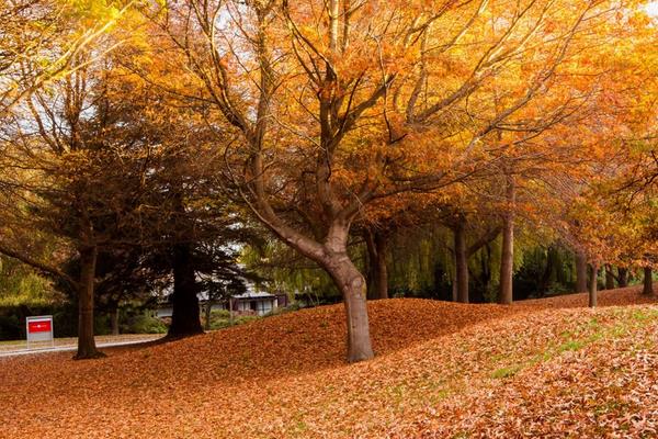 夢見掃落葉是什么意思 夢到掃院子里的落葉有什么預兆