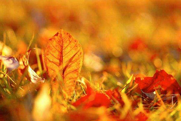 夢(mèng)見(jiàn)掃落葉是什么意思 夢(mèng)到掃院子里的落葉有什么預(yù)兆