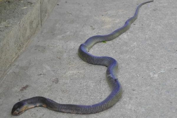 夢見別人打蛇是什么意思 夢到別人打蛇蛇跑了有什么預(yù)兆