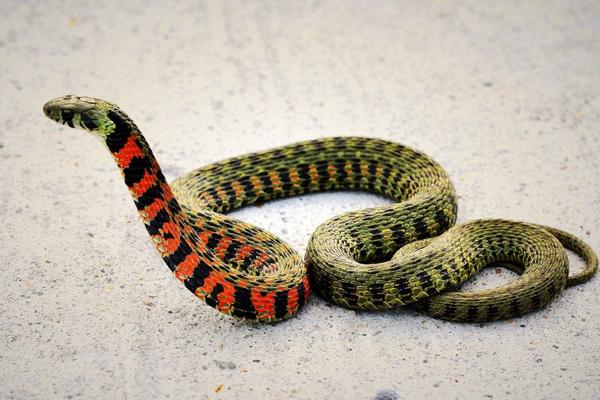 夢見別人打蛇是什么意思 夢到別人打蛇蛇跑了有什么預(yù)兆