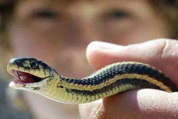 夢見別人打蛇是什么意思 夢到別人打蛇蛇跑了有什么預(yù)兆