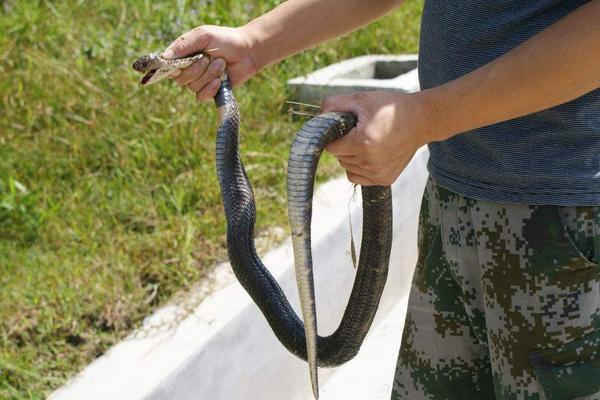 夢見別人打蛇是什么意思 夢到別人打蛇蛇跑了有什么預(yù)兆