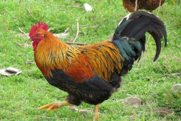 公雞和母雞的區別是什么 大公雞圖片大全