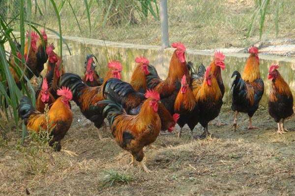 公雞苗市場價格多少錢一只 公雞苗是什么