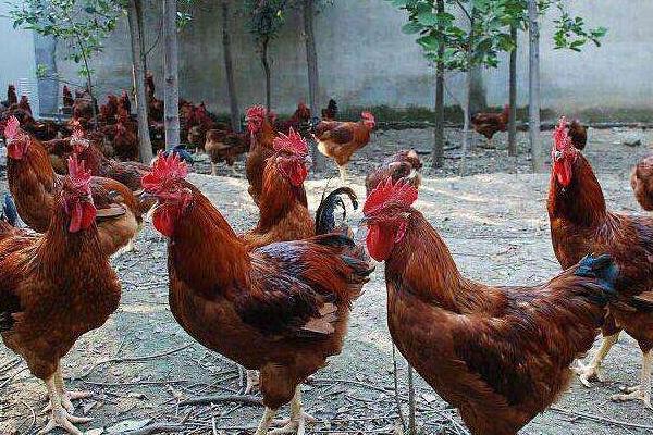 公雞苗市場價格多少錢一只 公雞苗是什么