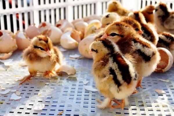 公雞苗市場價格多少錢一只 公雞苗是什么