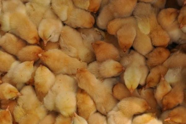 公雞苗市場價格多少錢一只 公雞苗是什么