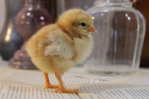 公雞苗市場價格多少錢一只 公雞苗是什么