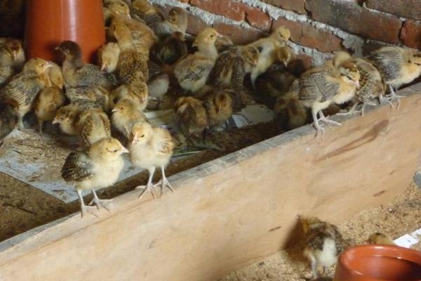 公雞苗市場價格多少錢一只 公雞苗是什么