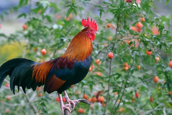 公雞市場價格多少錢一斤 公雞如何飼養(yǎng)管理