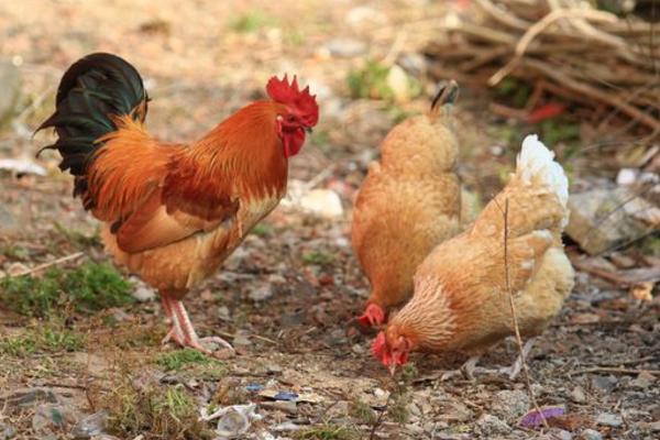 母雞下蛋需要公雞嗎 公雞母雞怎么交配