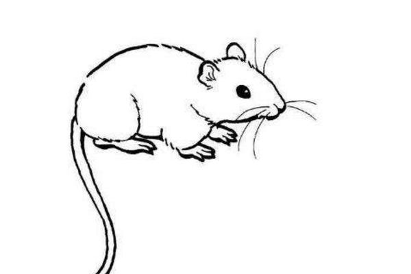 夢見死老鼠是什么意思 夢到地上很多死老鼠有什么預兆