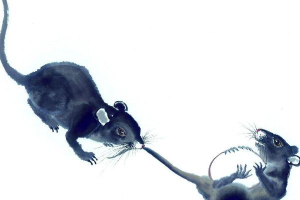 夢見死老鼠是什么意思 夢到地上很多死老鼠有什么預兆