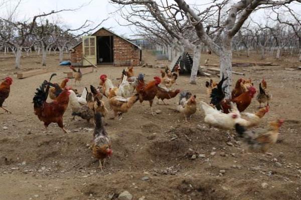 農(nóng)村散養(yǎng)雞賺錢嗎 散養(yǎng)雞的投資與收益