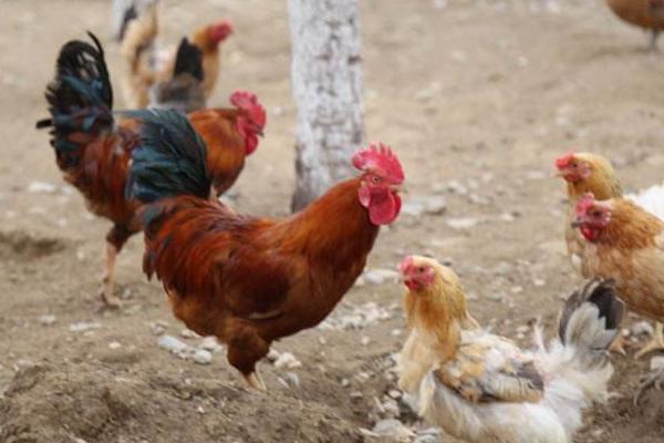 散養雞不打疫苗行不行 散養雞要注意什么