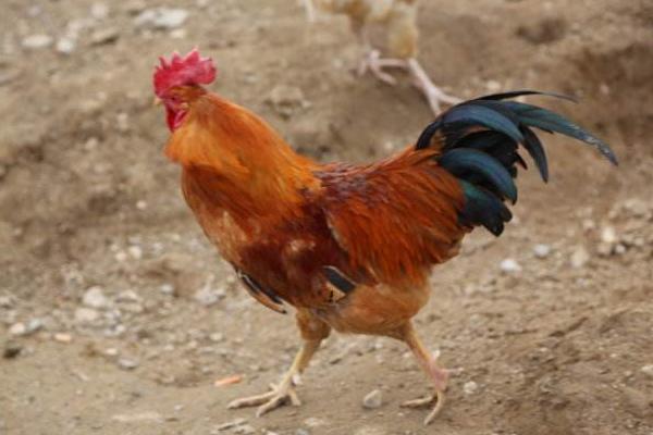 散養(yǎng)雞不打疫苗行不行 散養(yǎng)雞要注意什么