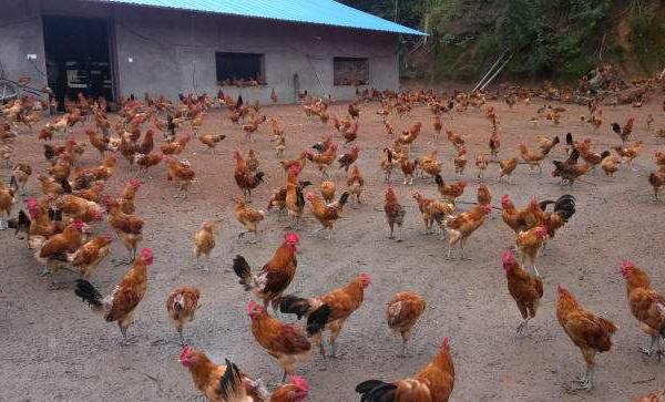 散養(yǎng)雞不打疫苗行不行 散養(yǎng)雞要注意什么