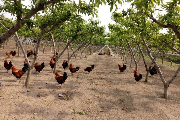 散養(yǎng)雞不打疫苗行不行 散養(yǎng)雞要注意什么