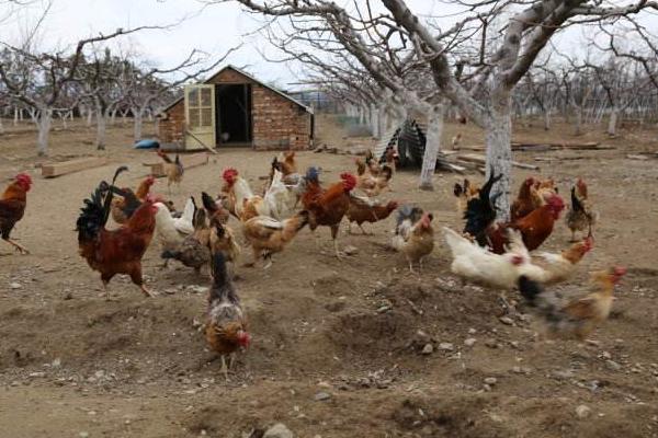 散養(yǎng)雞不打疫苗行不行 散養(yǎng)雞要注意什么