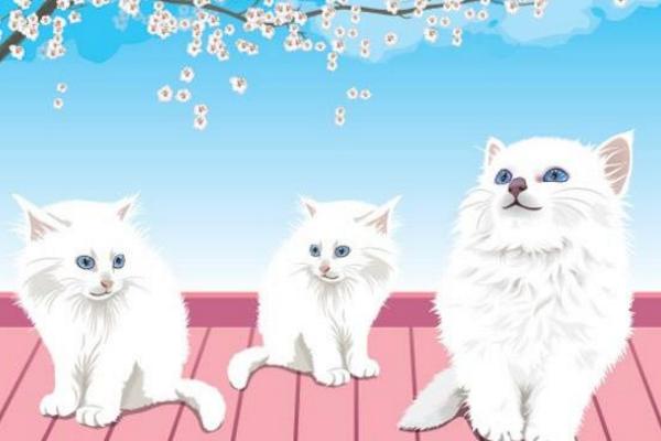 夢見白貓是什么意思 女人夢到一只白貓纏著自己有什么預兆