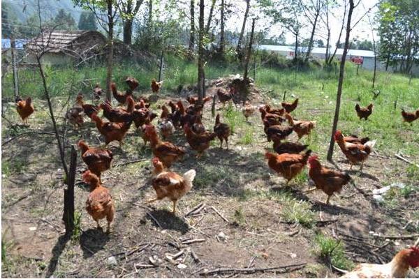 散養雞怎么才能養好 散養雞的養殖方法與技術