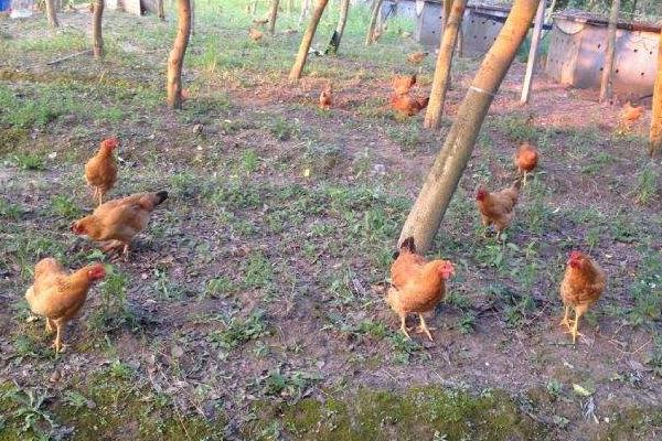 散養雞怎么才能養好 散養雞的養殖方法與技術