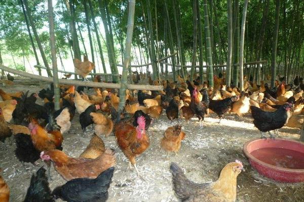 散養雞怎么才能養好 散養雞的養殖方法與技術