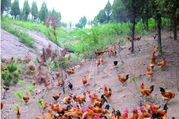 山地散養雞的技術方法 林下散養雞管理方法