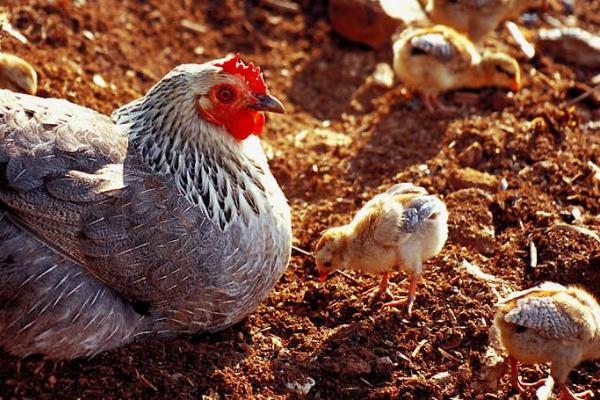 小雞吃什么 小雞喂什么好