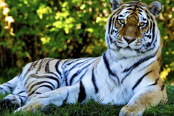 夢見老虎吃人是什么意思 夢到老虎吃人又追自己有什么預兆