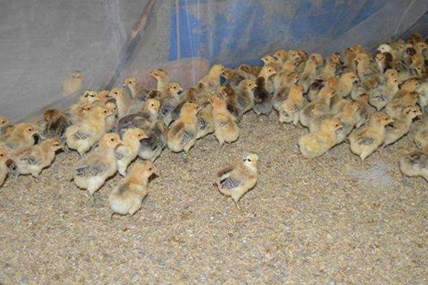 小雞苗市場價格多少錢一只 小雞苗養(yǎng)殖技術(shù)