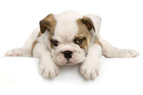 夢見一群狗是什么意思 女人夢到很多大大小小的狗有什么預兆