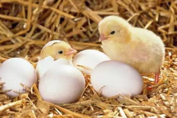 小雞苗怎么養 小雞苗養殖技術與注意事項