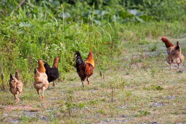 養(yǎng)3000只散養(yǎng)雞的利潤 散養(yǎng)雞成本多少