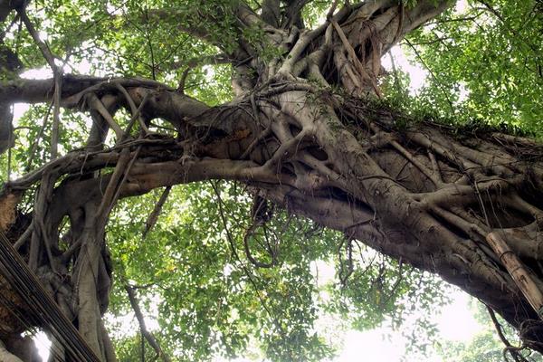 夢見大樹倒了是什么意思 夢到一顆很大的樹被砍倒了有什么預兆