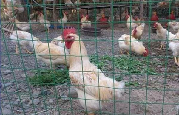 散養雞網圍欄價格多少錢一米 散養雞用什么圍網
