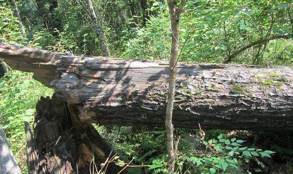 夢見大樹倒了是什么意思 夢到一顆很大的樹被砍倒了有什么預兆