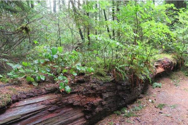 夢見大樹倒了是什么意思 夢到一顆很大的樹被砍倒了有什么預兆