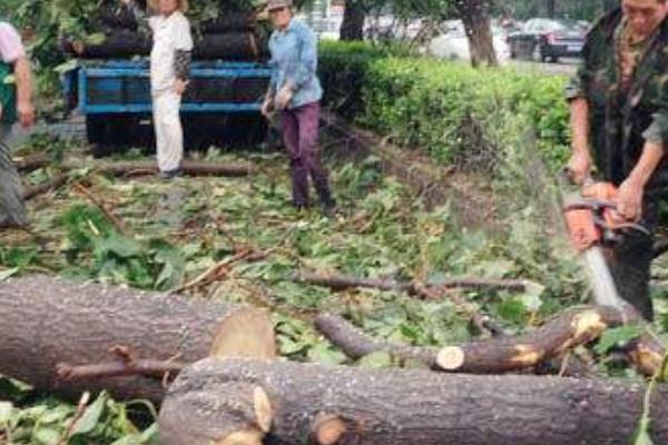 夢見大樹倒了是什么意思 夢到一顆很大的樹被砍倒了有什么預兆