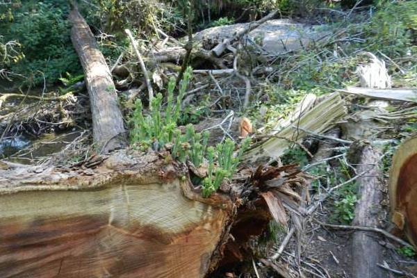 夢見大樹倒了是什么意思 夢到一顆很大的樹被砍倒了有什么預兆