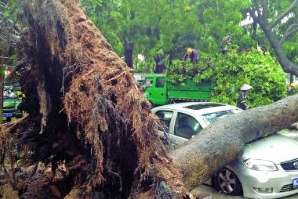 夢見大樹倒了是什么意思 夢到一顆很大的樹被砍倒了有什么預兆