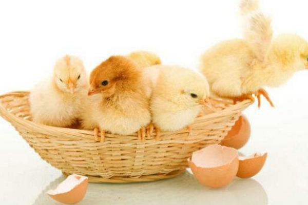 小雞孵化需要多少天 小雞孵化溫度是多少