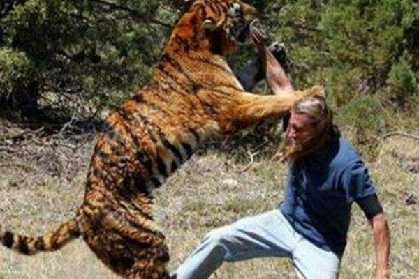 夢見老虎吃人是什么意思 夢到老虎吃人又追自己有什么預兆