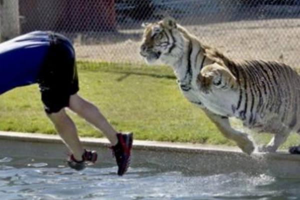 夢見老虎吃人是什么意思 夢到老虎吃人又追自己有什么預兆