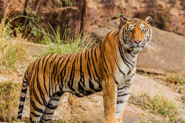 夢見老虎吃人是什么意思 夢到老虎吃人又追自己有什么預兆