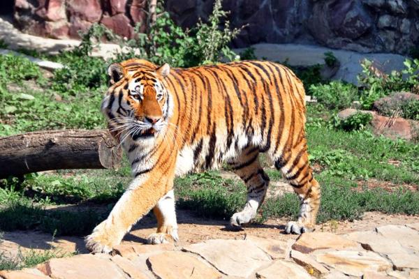 夢見老虎吃人是什么意思 夢到老虎吃人又追自己有什么預兆