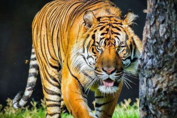 夢見老虎吃人是什么意思 夢到老虎吃人又追自己有什么預兆