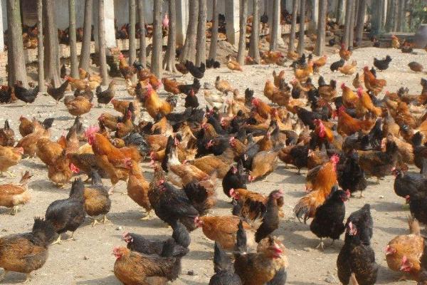 散養雞喂大蒜要怎么喂 散養雞的飼養方法