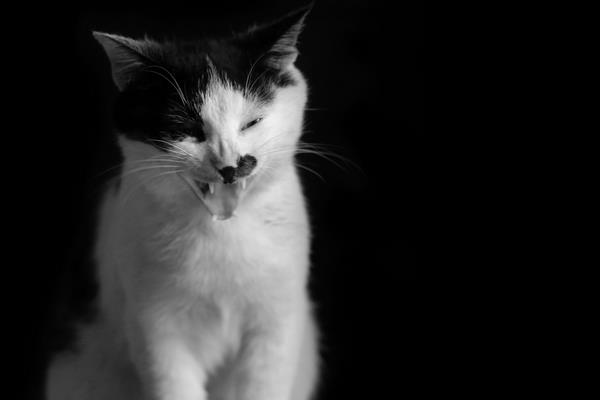 夢見殺貓是什么意思 女人夢到別人殺貓見血了有什么預(yù)兆